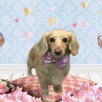 Mダックスフント