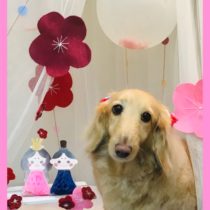 Mダックスフント