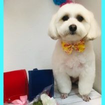 マルチーズ×パピヨンmix