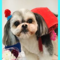 マルチーズ×シーズーmix