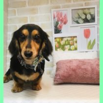 Mダックスフント