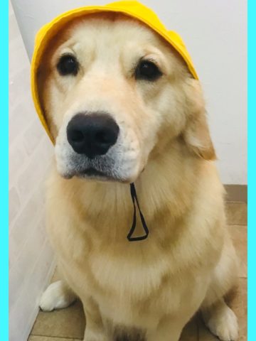 ゴールデンレトリバー