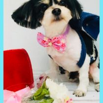 マルチーズ×チワワmix