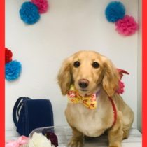 Mダックスフント