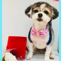 マルチーズ×チワワmix