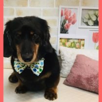 Mダックスフント