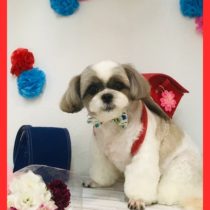 シーズー×チワワmix