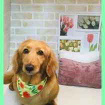 Mダックスフント