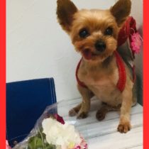 ヨークシャテリア