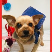 ヨークシャテリア