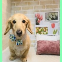 Mダックスフント