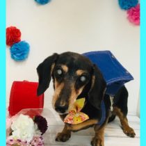 Mダックスフント