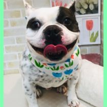 フレンチブルドッグ