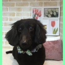 Mダックスフント