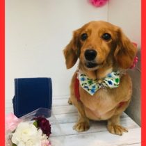 Mダックスフント