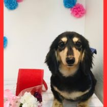 Mダックスフント