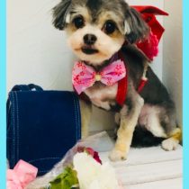 マルチーズ×チワワmix