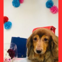 Mダックスフント