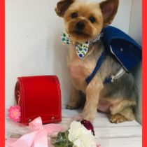 ヨークシャテリア