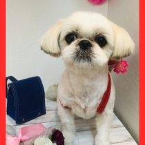 シーズー×ペキニーズmix