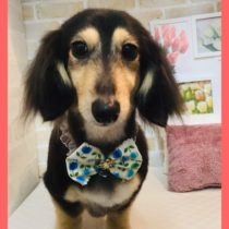 Mダックスフント