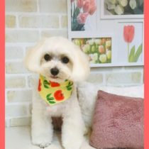 マルチーズ×トイプードルmix