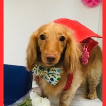 Mダックスフント