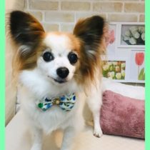 パピヨン×チワワmix