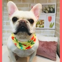 フレンチブルドッグ