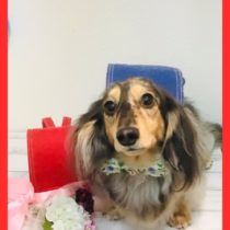 Mダックスフント