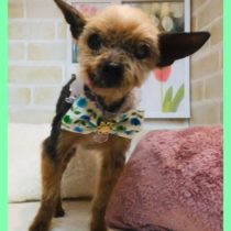 ヨークシャテリア