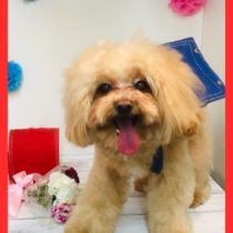 チワワ×トイプードルmix