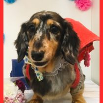 Mダックスフント