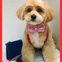 チワワ×トイプードルmix