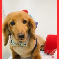 Mダックスフント