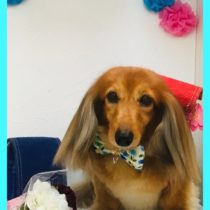 Mダックスフント