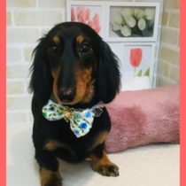 Mダックスフント