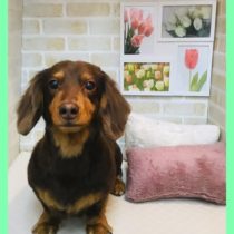 Mダックスフント