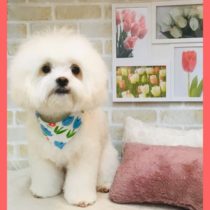 マルチーズ×チワワmix