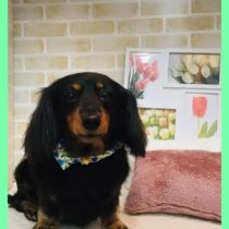 Mダックスフント