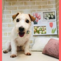 ジャックラッセルテリア