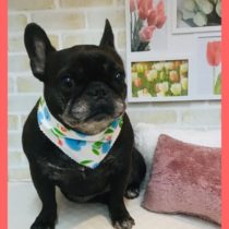 フレンチブルドッグ