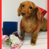 Mダックスフント