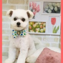 ポメラニアン×チワワmix