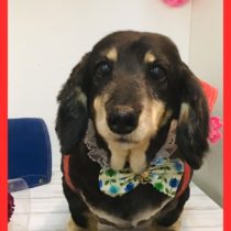 Mダックスフント