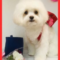 マルチーズ×トイプードルmix