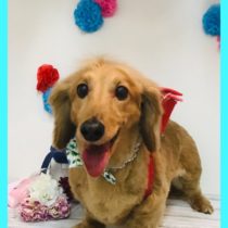 Mダックスフント