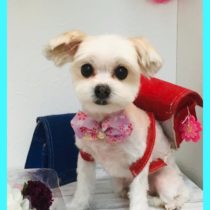 マルチーズ×チワワmix