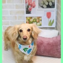 Mダックスフント