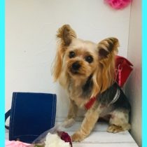 ヨークシャテリア